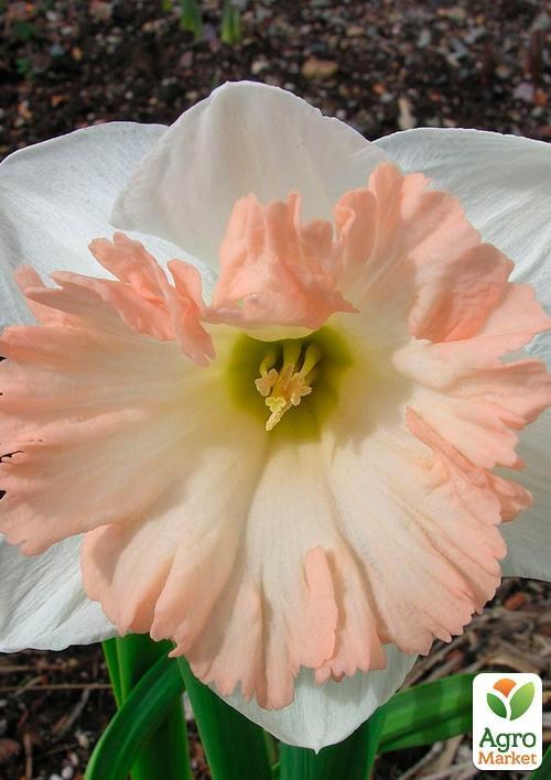 Нарцис "British Gamble" (розмір 12/14, великий) 3шт в упаковці