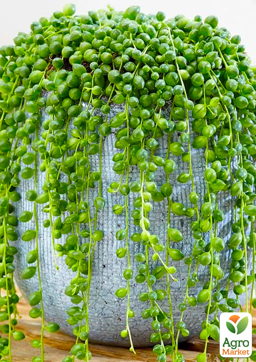 Крестовник "Роули" (Senecio "Rowleyanus") - фото 2