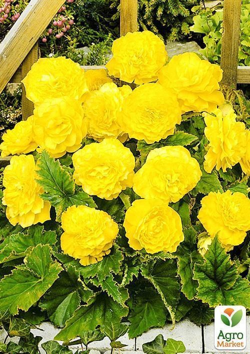 Бегония, микс из 3-х сортов "Легендарный" (Fabulous) 3шт в комплекте - фото 2