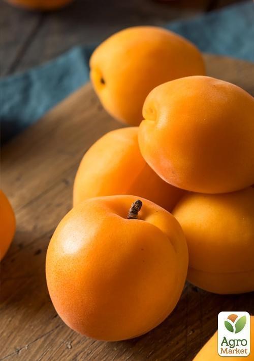 Абрикос "Золотой Юбилей" (летний сорт, средний срок созревания)
