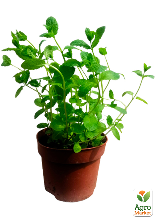 Мята Марокканская "Mentha Moroccan" (контейнер Р9) - фото 5