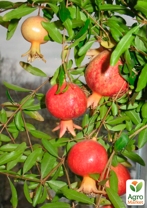 Гранат кімнатний 2роки "Карфаген" (висота 35-45см) - фото 2