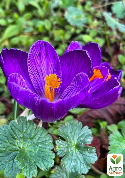 Крокус крупноцветковый "Flower Record" (размер 7/8 , крупный) - фото 2