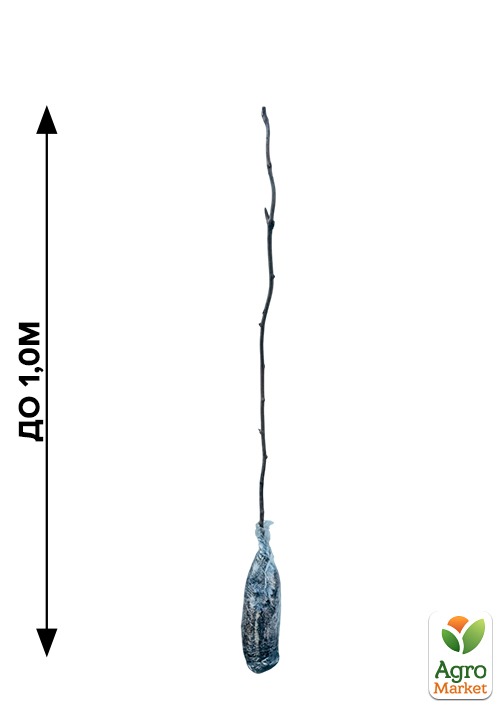 Эксклюзив! AGROBOX с саженцем киви самоопыляющегося сорта - фото 4
