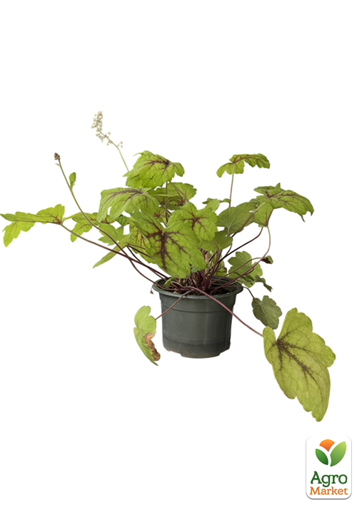 Гейхера (Heuchera) "Stoplight" С1 высота 15-30см) - фото 2