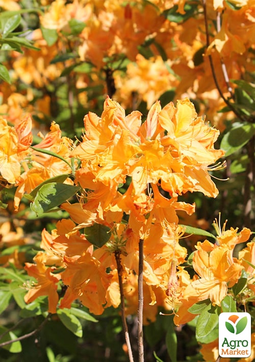 Азалія (рододендрон гібридний) "Golden Lights"  - фото 5