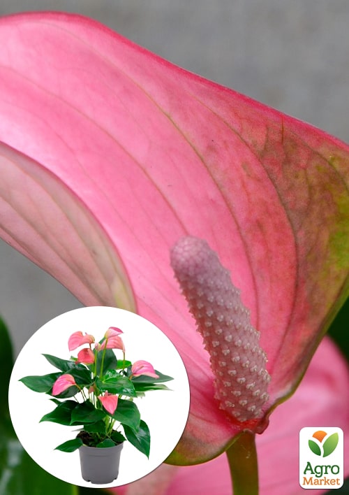 Антуріум (Anthurium) "Joli Pink"