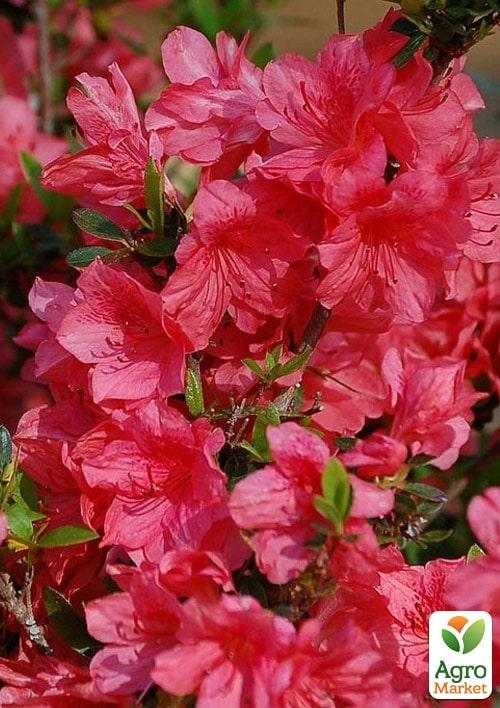Рододендрон комнатный "Red"  - фото 3