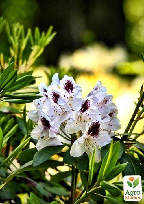 Рододендрон "Calsap" 1 летний (белый) - фото 3