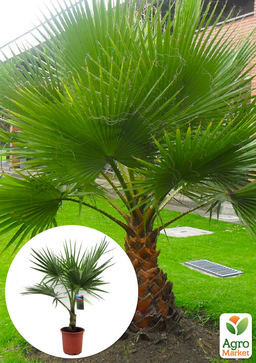LMTD Пальма "Washingtonia Filifera" висота 40-60см
