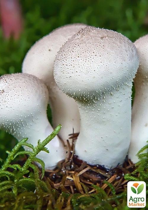 Сухой зерновой мицелий "Дождевик съедобный" 10г