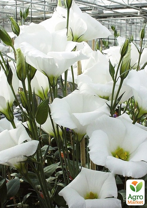 Эустома "Твинки белый F1" ТМ "Vesna Exclusive" 5шт