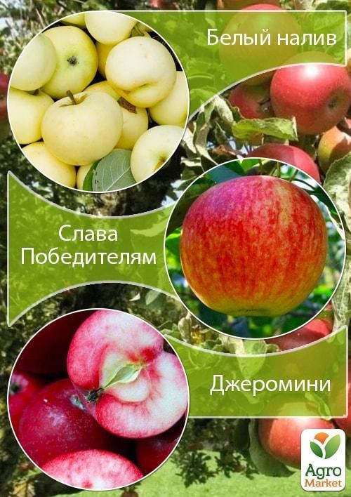 Дерево-сад Яблоня "Белый налив+Слава Победителям+Джеромини" 