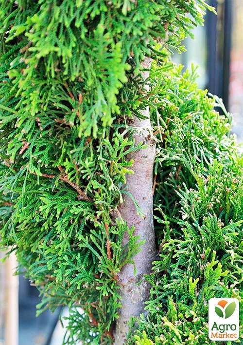 Туя западная "Smaragd" Спираль (высота 100-120см) - фото 4