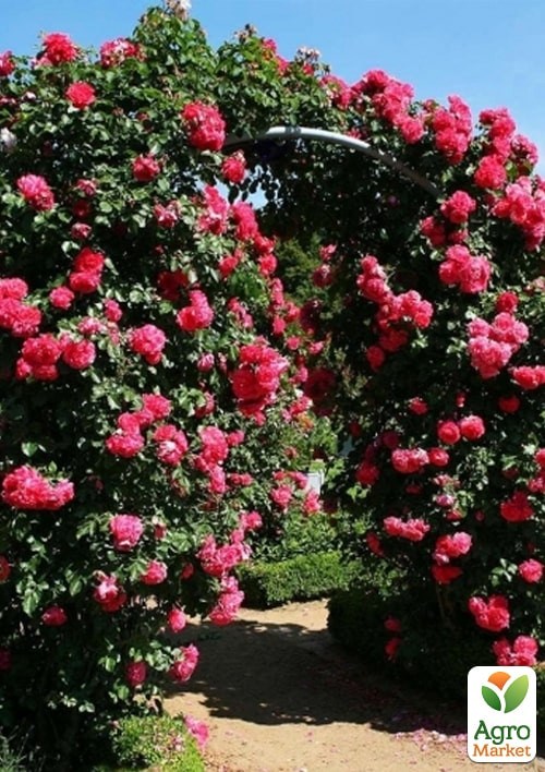 Роза в контейнере плетистая "Rosarium Uetersen" (саженец класса АА+) - фото 4