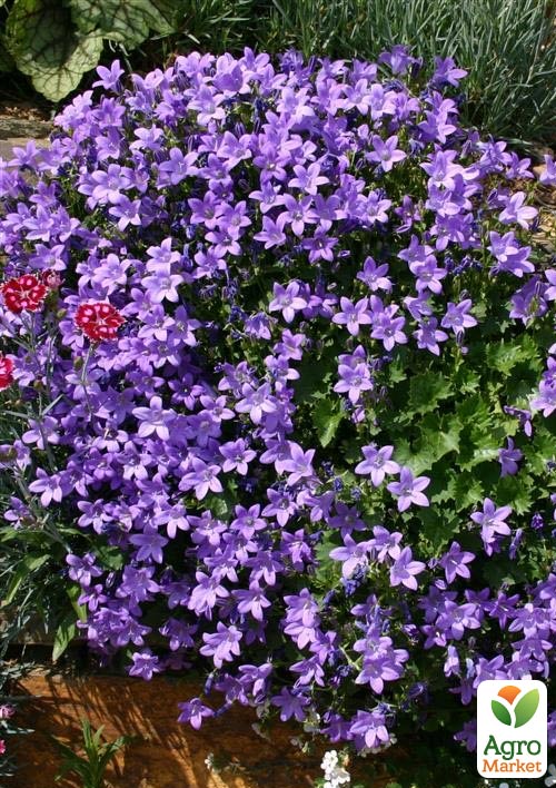 Кампанула Portenschlagiana "Catharina"   - фото 2