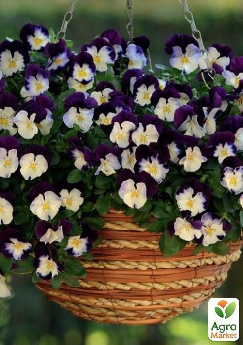 Виола Ампельная Cool Wave "Sapphire"