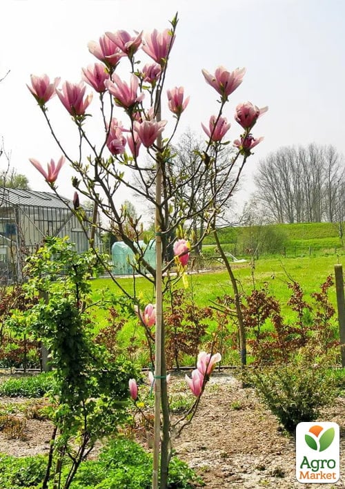 Магнолия на штамбе "George Henry Kern" (высота 120-140см)