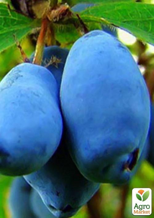 Жимолость "Дуэт" (ранний срок созревания, зимостойкий сорт) - фото 5