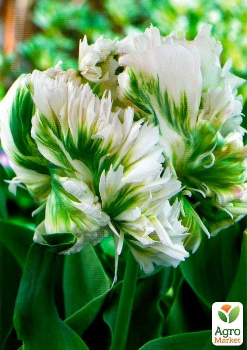 Тюльпан "Super Parrot" 3шт в упаковке