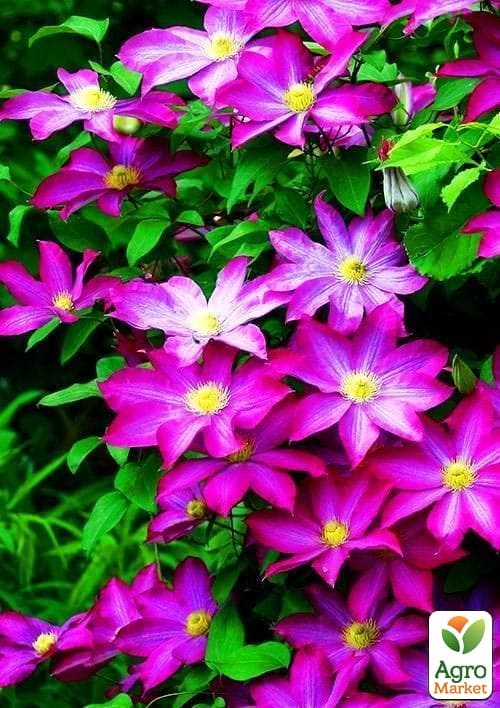 Клематис 2-х річний "Asao" вазон С2 вазон - фото 4