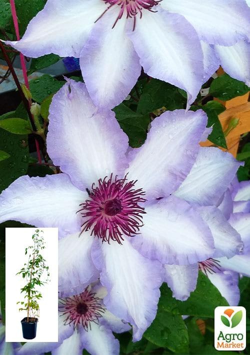 Клематис 3-х летний "Misayo" С2