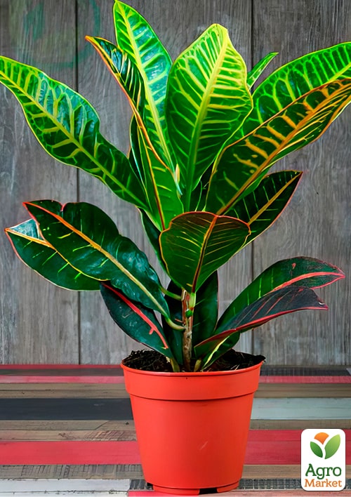 Кодієум "Excellent" - фото 5