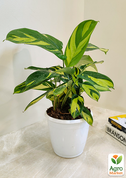 Калатея "Golden Mosaik" высота 40-50см - фото 6