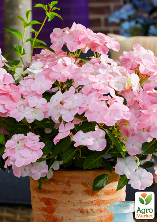 Гортензія ампельна "French Bolero" - фото 2