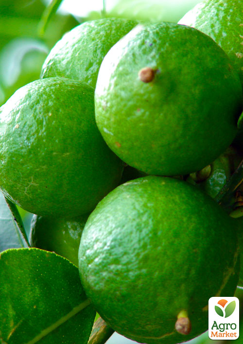 Лайм "Биарс" (укорененный черенок)