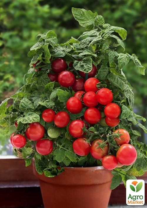 Томат кімнатний черрі "Vilma Red" (їстівний, детермінантний)