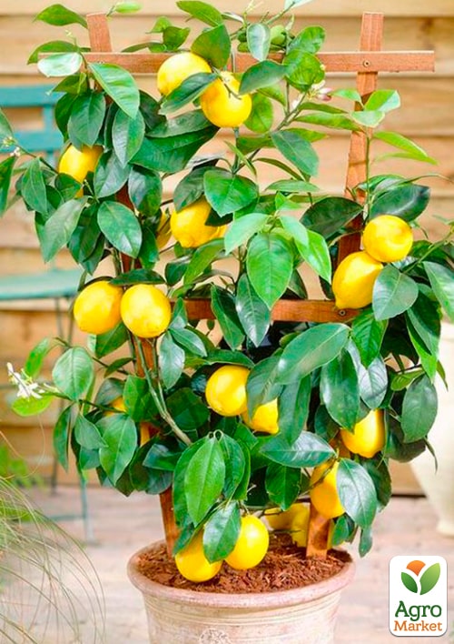 Лимон "Дженоа" (карликовый сорт) - фото 6