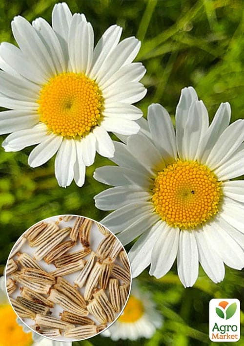 Нив'яник "Стефанія" (зіпер) ТМ "Весна" 0,2г