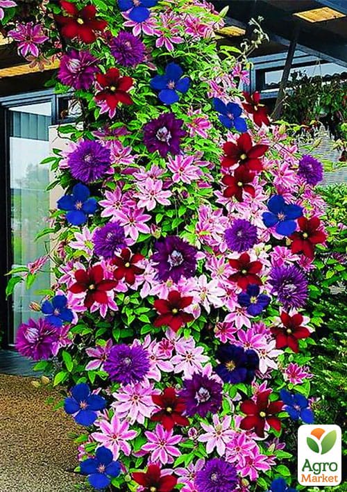 Клематис "Мультиколор"