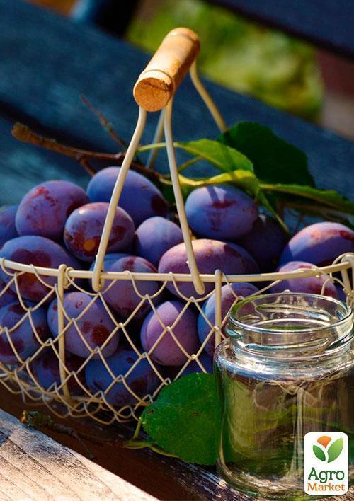 Слива "Любимица Султана" (летний сорт, средний срок созревания) - фото 6