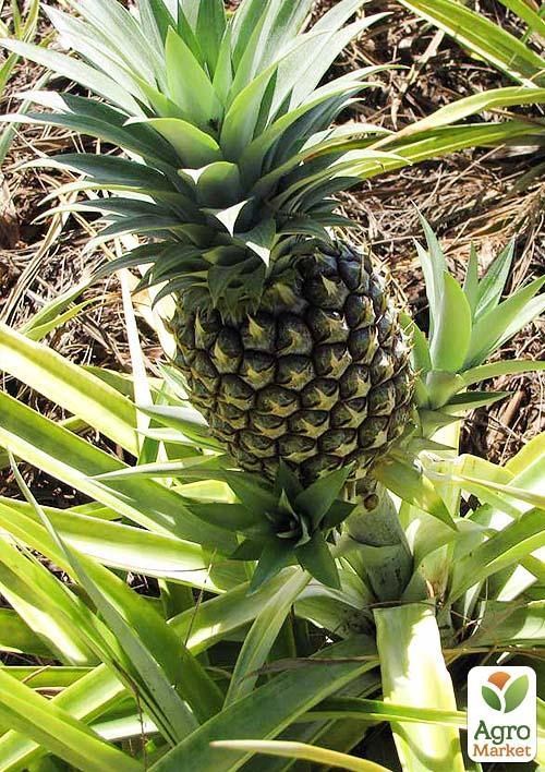 Ананас "Кайена" (высота 40-50см) возраст 4 года