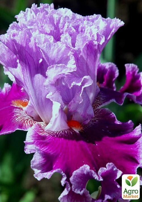 Ирис бородатый крупноцветковый "About Town"  1шт в упаковке