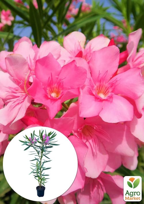 Олеандр 3-х річний "Greta" (висота 60-80см)