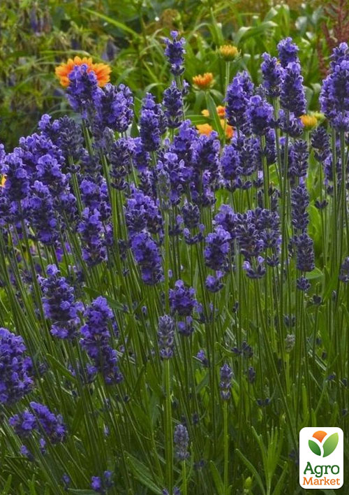 Лаванда Гібридна Sentivia "Blue Scent" - фото 6