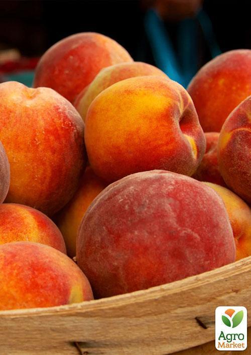 Персик "Валиант" (летний сорт, средний срок созревания) - фото 4