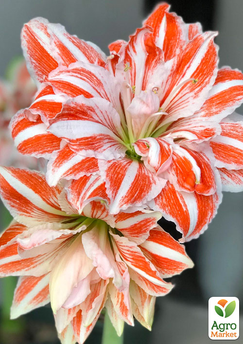 Амариллис (гиппеаструм) махровый в горшке "Sunshine Nymph"
