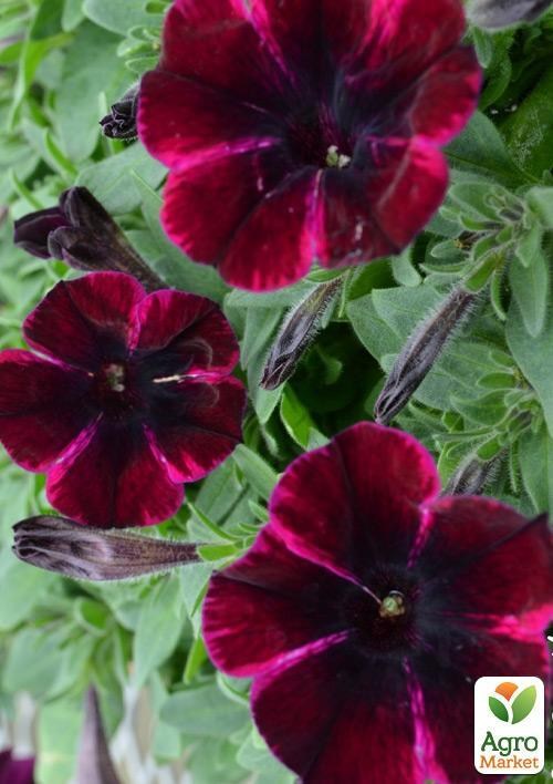 Петуния ампельная Sweetunia "Johnny Flame" (контейнер №10, высота 10-15см)