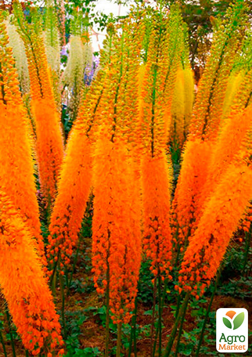 Эремурус "Rexona" 1шт в упаковке - фото 4