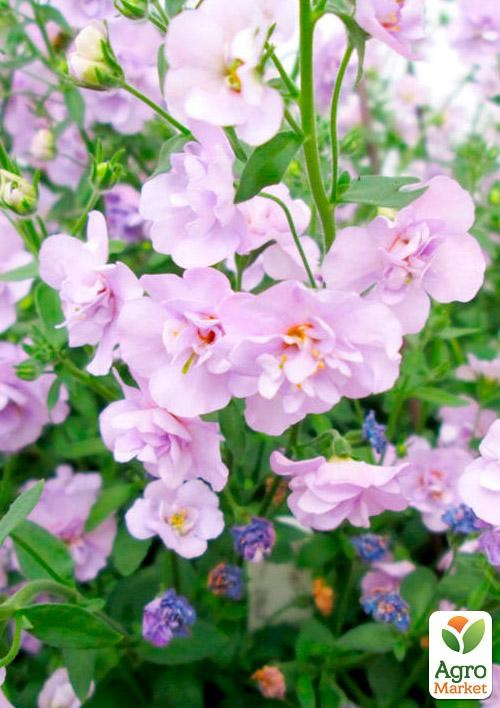 Бакопа Махровая Ампельная "Baristo Double Pink"