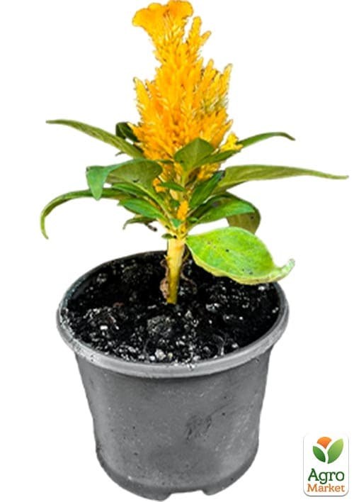Целозия гребенчатая "Captain Yellow" - фото 3