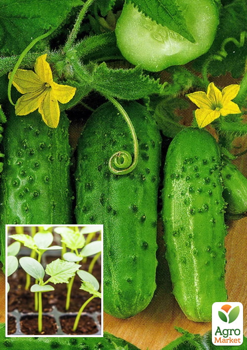 Рассада Огурец «Кустовой» (фермерское взращивание), 1шт в упаковке