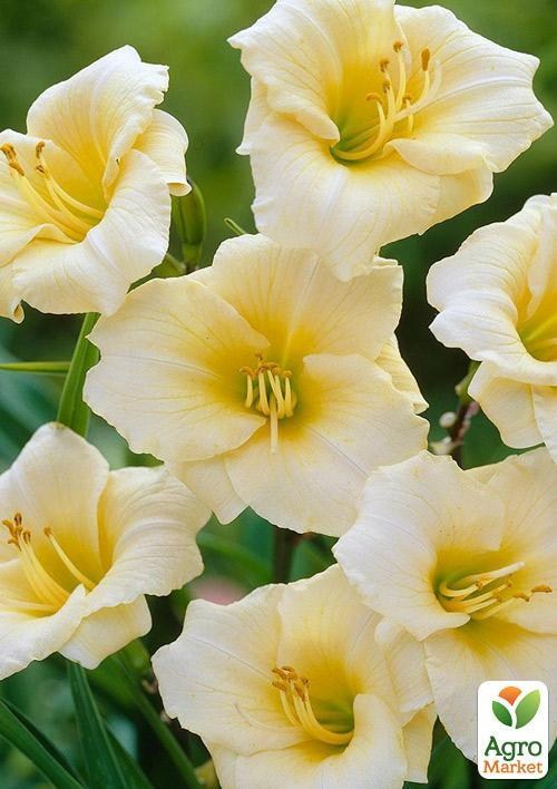 Лилейник "Joan Senior" 1шт в упаковке