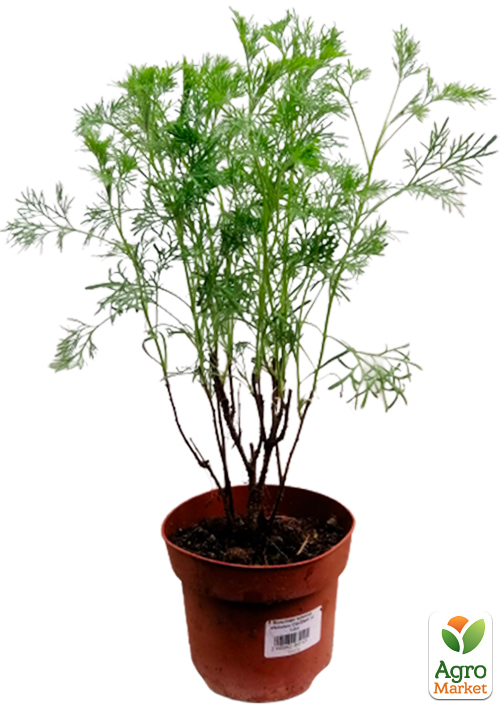 Полынь Кока Кола "Cola Plant"  - фото 5