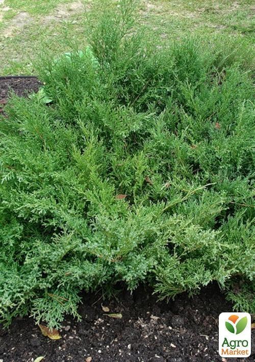 Можжевельник средний "Compacta" (контейнер Р9, высота 10-12 см)