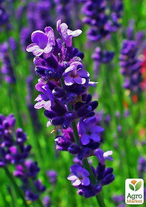 Лаванда "Miss Katerine" 2года
